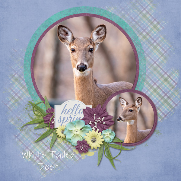 Deer
