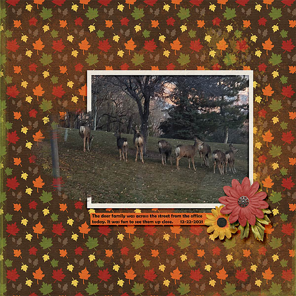 Deer
