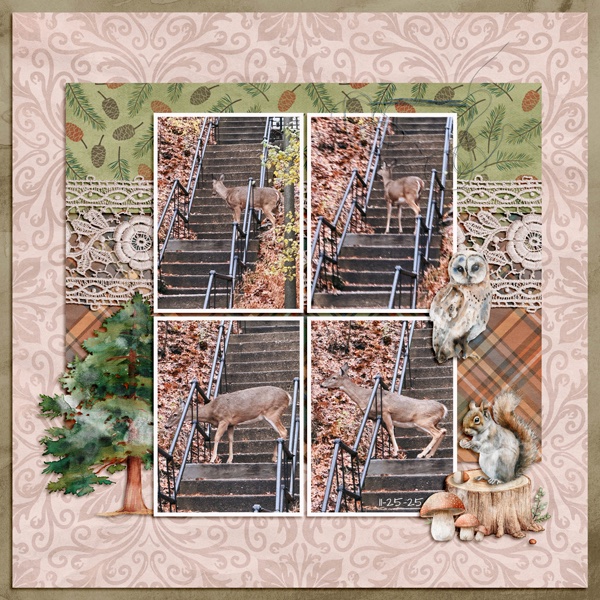 Deer