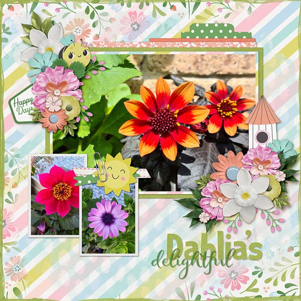 Delightful Dahlia's