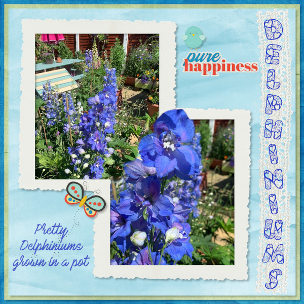 Delphiniums