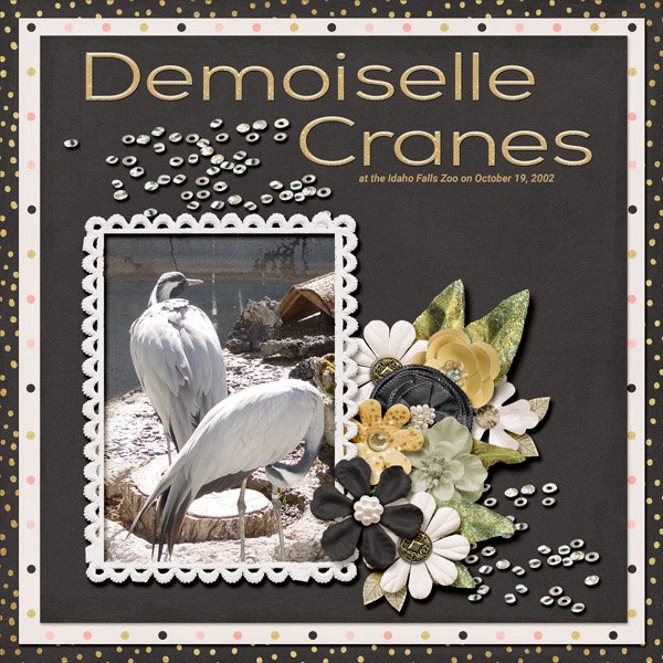 Demoiselle Cranes small.jpg