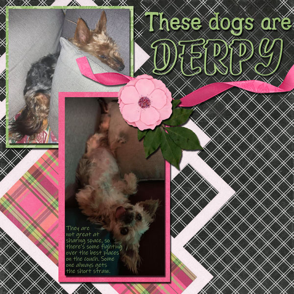 Derpy Dogs
