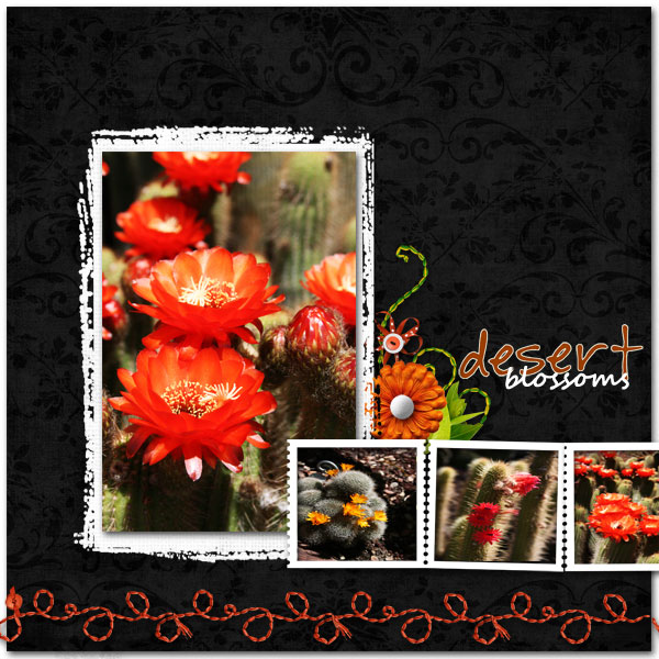 Desert Blooms