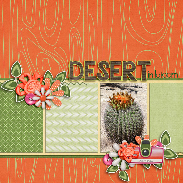 Desert in bloom