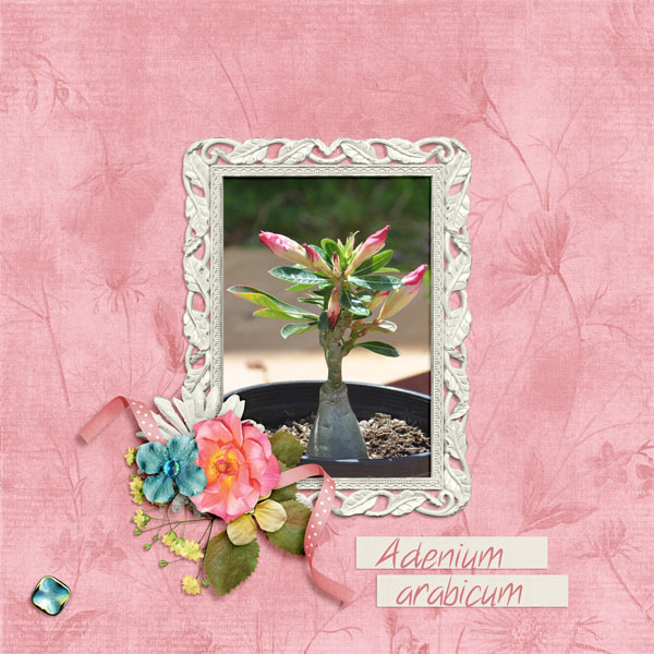 Desert Rose