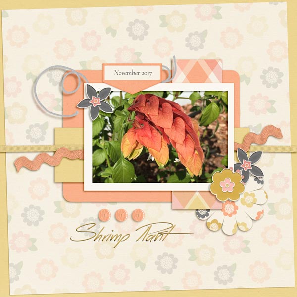 Designer Spotlight - Shrimp Plant