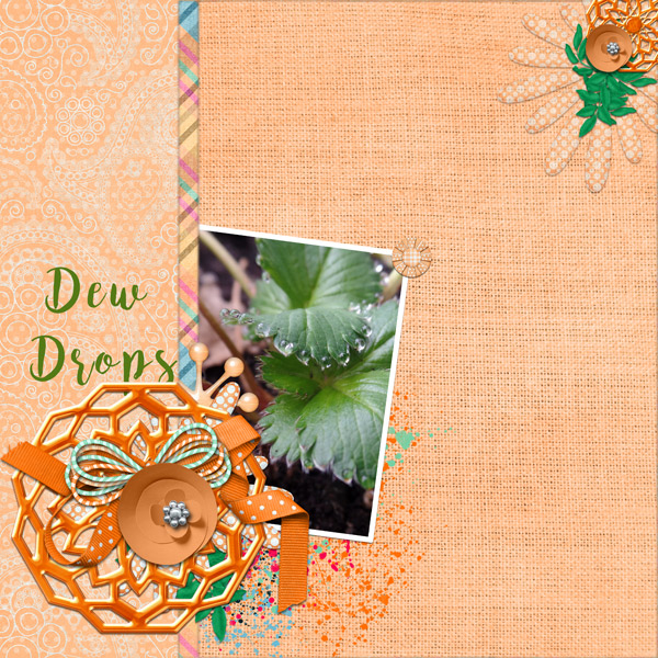 Dew Drops