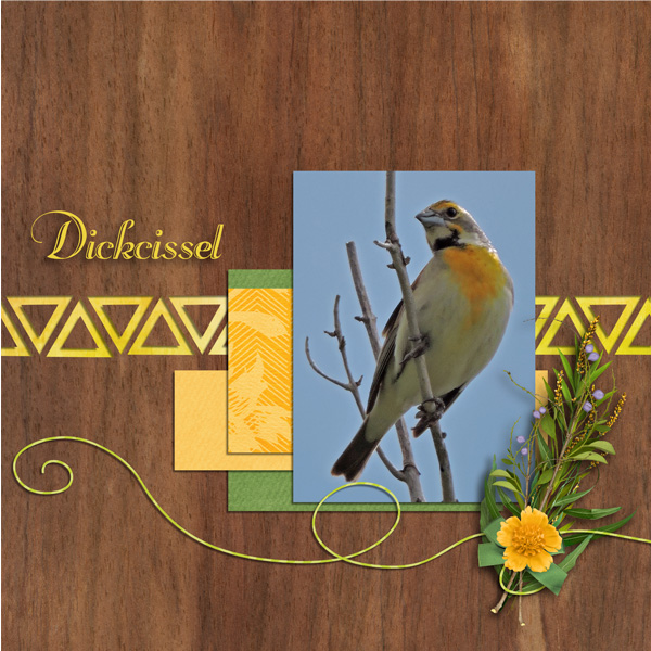 Dickcissel