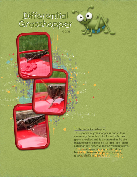 Differential Grasshopper