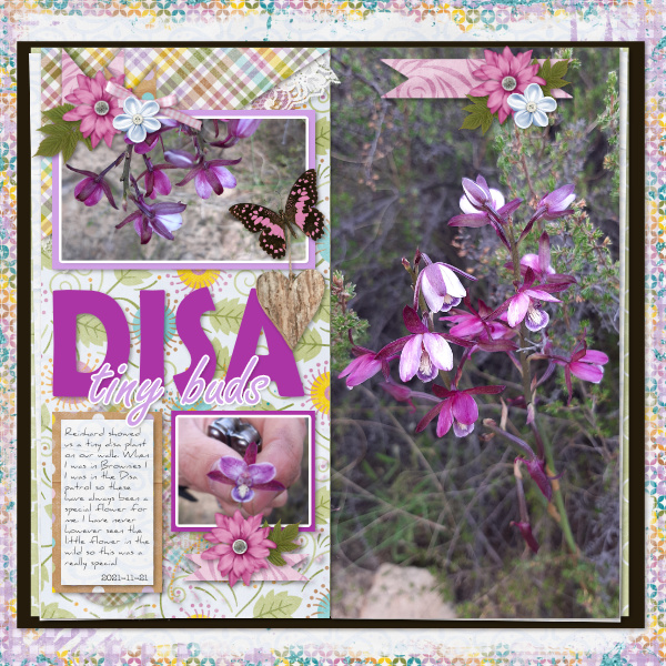 Disa tiny buds