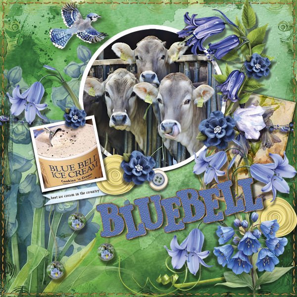 DLPatt_Bluebell_web.jpg