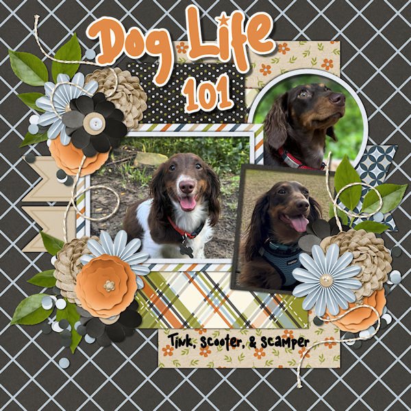 DLPatt_DogLife101_web.jpg