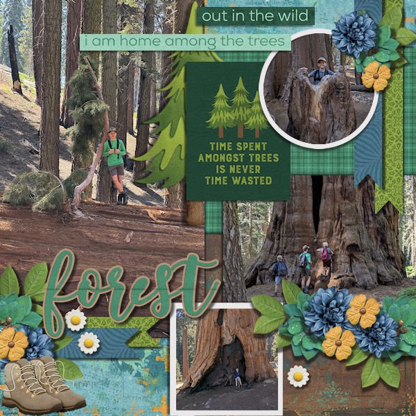 DLPatt_Forest_web.jpg