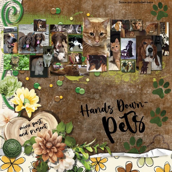 DLPatt_HandsDownPets_web.jpg