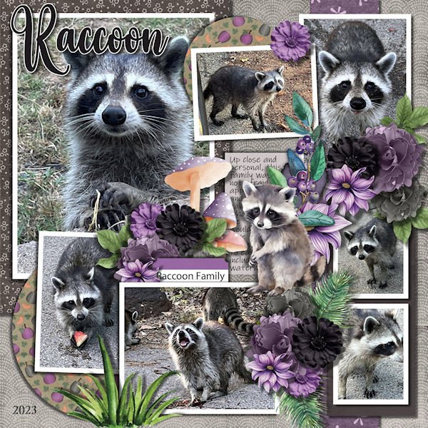 DLPatt_Raccoon_web.jpg