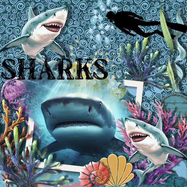 DLPatt_Sharks_web.jpg