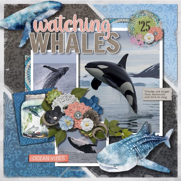DLPatt_WatchingWhales'25_web.jpg