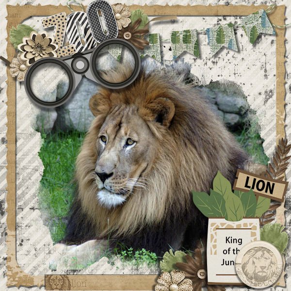 DLPatt_ZooLion_web.jpg