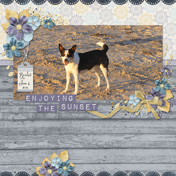 Dog at the Beach