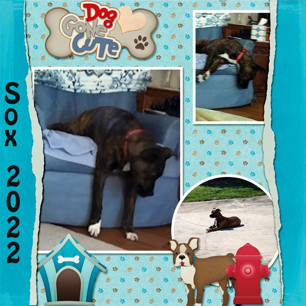 Dog Gone cute Sox