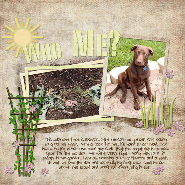 Dog-in-GardenWEB