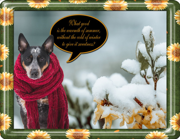 Dog in Scarf