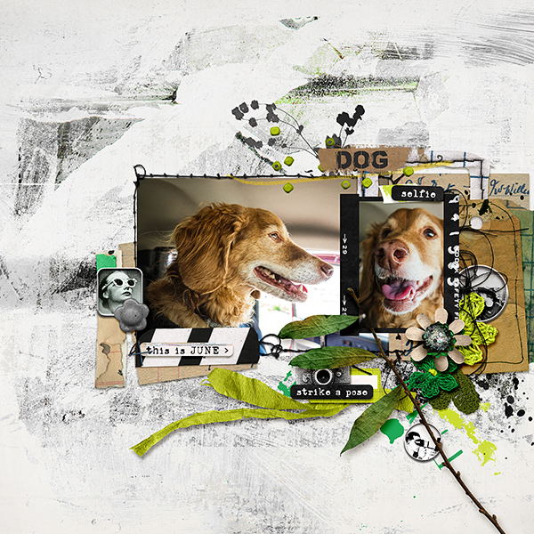 Dog Selfie