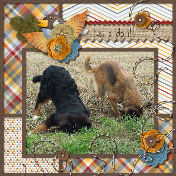 Dogs at work