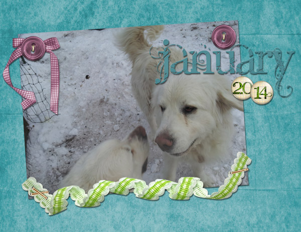 dogs in snow