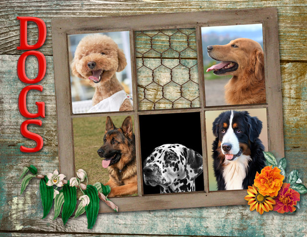 Dogs