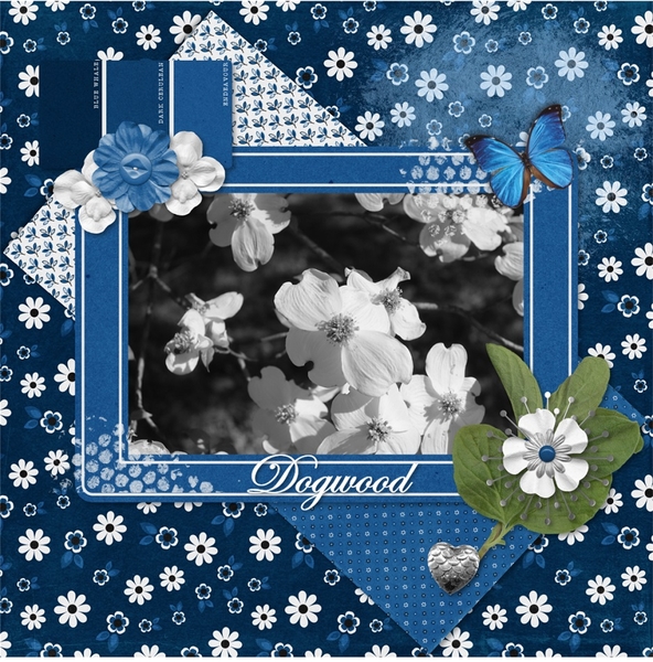 Dogwoods in Bloom