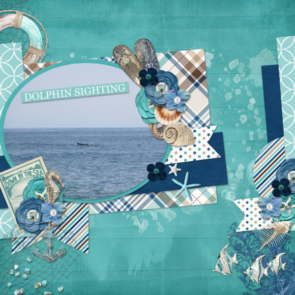 Dolphin Sighting