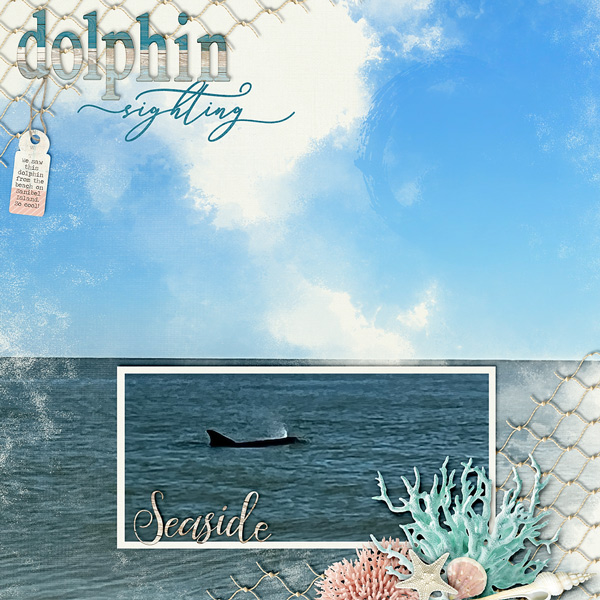 Dolphin Sighting