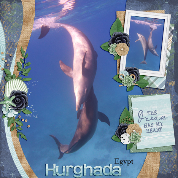 dolphins at Hurghada