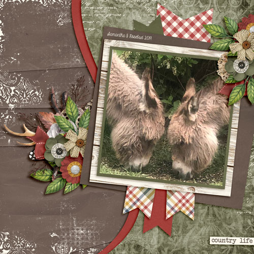 donkeys