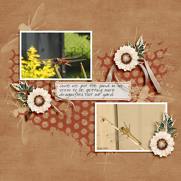 Dragonflies