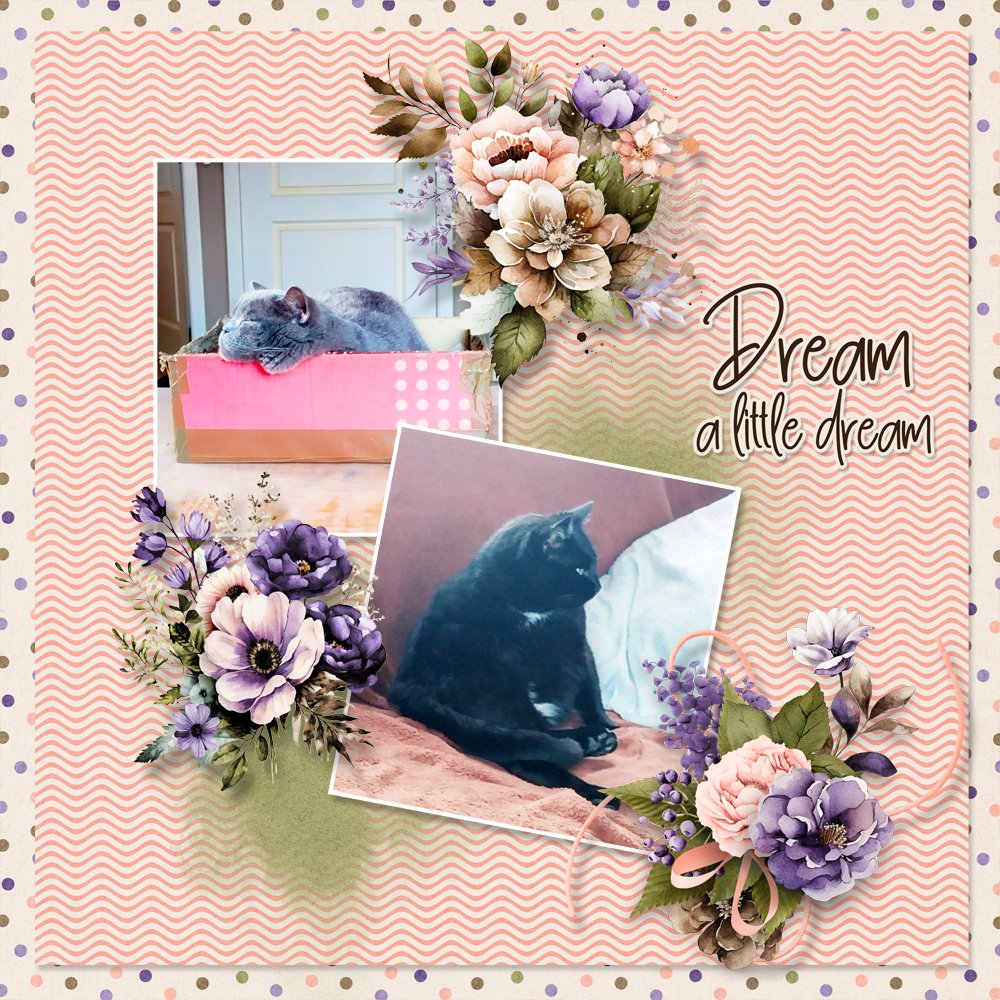 Dream a little dream
