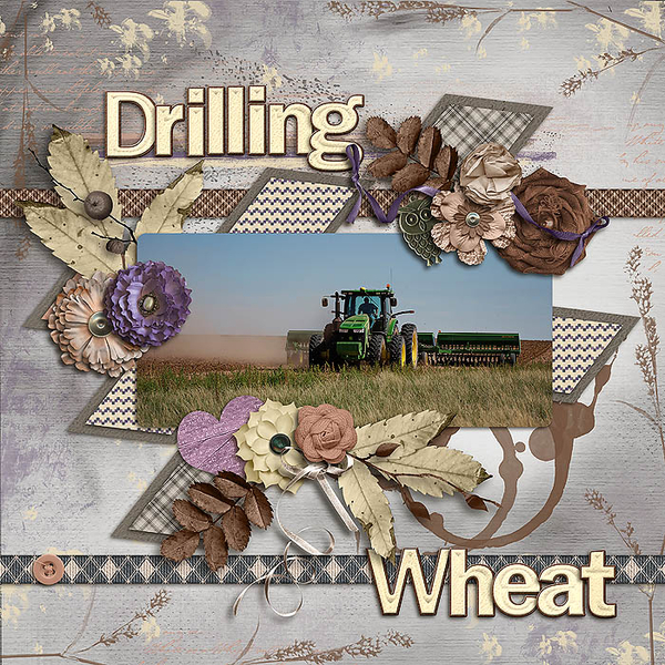 Drilling Wheat