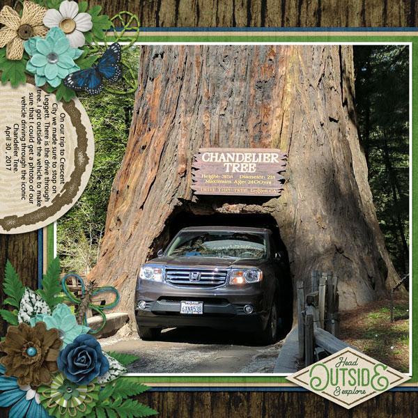drive thru tree