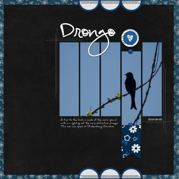 Drongo