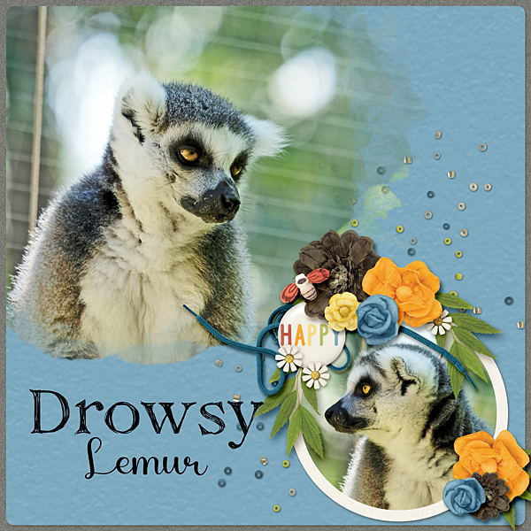 Drowsy Lemur