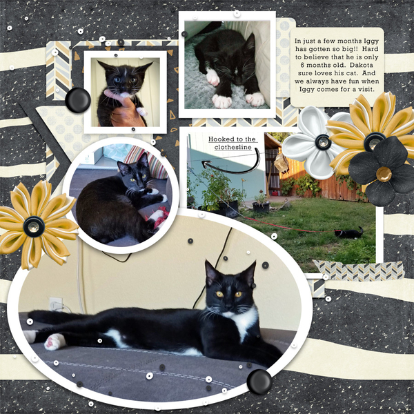 DSD minikit challenge
