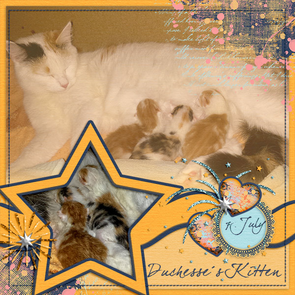 Duchesse S Kitten