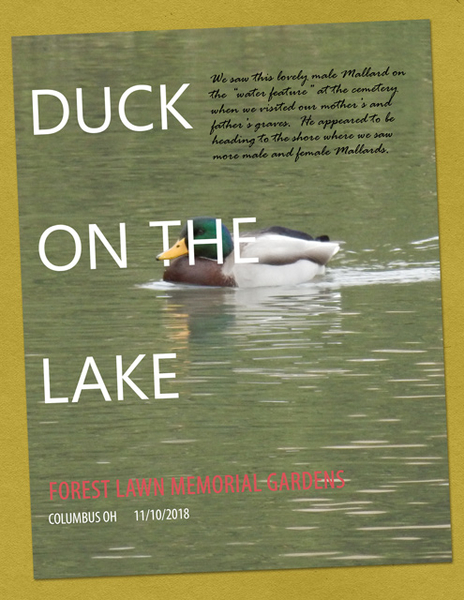 Duck on the Lake