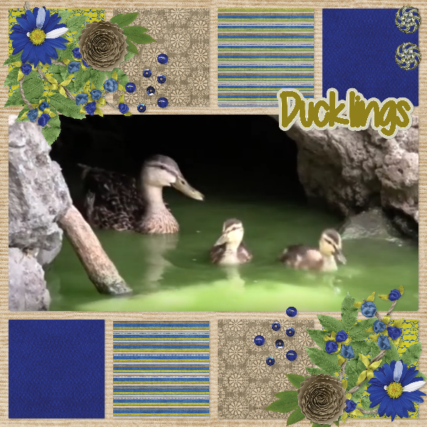 ducklings1