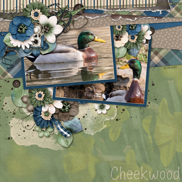 Ducks @ Cheekwood