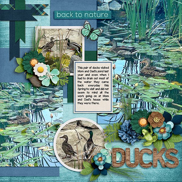 Ducks.jpg