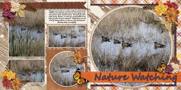 Ducks - nature watch