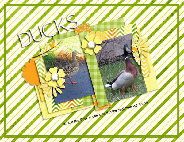 Ducks